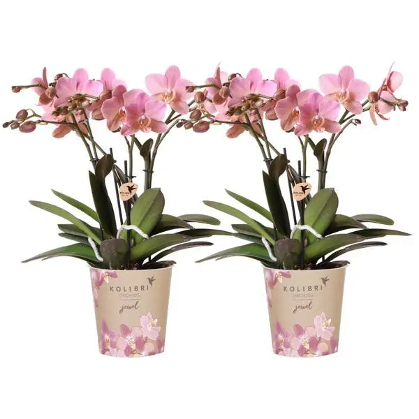 Kolibri Orchids I COMBI DEAL van 2 oud roze Phalaenopsis orchideeën - Treviso - potmaat Ø12cm | bloeiende kamerplant - vers van de kweker  BotanicBridge