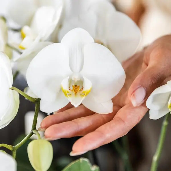 Kolibri Orchids I COMBI DEAL van 2 witte Phalaenopsis orchideeën - potmaat Ø12cm | bloeiende kamerplant - vers van de kweker  BotanicBridge