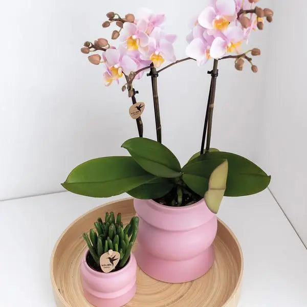 Kolibri Orchids | COMBI DEAL van 2 Roze phalaenopsis orchideeën - Andorra - potmaat Ø9cm | bloeiende kamerplant - vers van de kweker  BotanicBridge