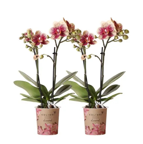 Kolibri Orchids | COMBI DEAL van 2 geel rode phalaenopsis orchideeën - Spain - potmaat Ø9cm | bloeiende kamerplant - vers van de kweker  BotanicBridge