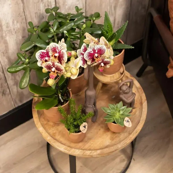 Kolibri Orchids | COMBI DEAL van 2 geel rode phalaenopsis orchideeën - Spain - potmaat Ø9cm | bloeiende kamerplant - vers van de kweker  BotanicBridge