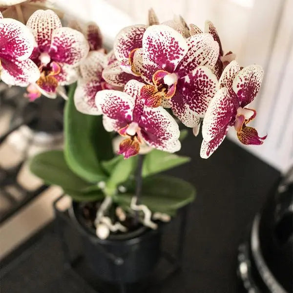 Kolibri Orchids | COMBI DEAL van 2 geel rode phalaenopsis orchideeën - Spain - potmaat Ø9cm | bloeiende kamerplant - vers van de kweker  BotanicBridge