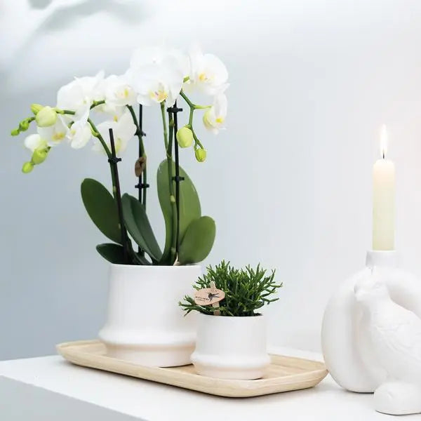 Kolibri Orchids | COMBI DEAL van 2 witte Phalaenopsis orchideeën - Amabilis - potmaat Ø9cm | bloeiende kamerplant - vers van de kweker  BotanicBridge