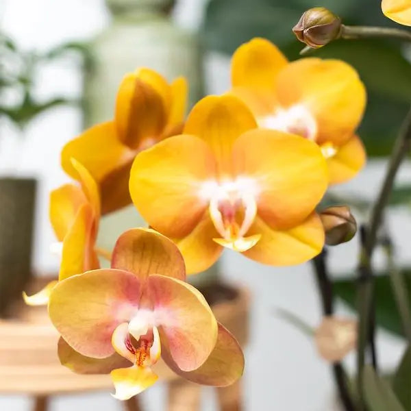 Kolibri Orchids | COMBI DEAL van 4 Phalaenopsis orchideeën - Las Vegas - potmaat Ø12cm | bloeiende kamerplant - vers van de kweker  BotanicBridge