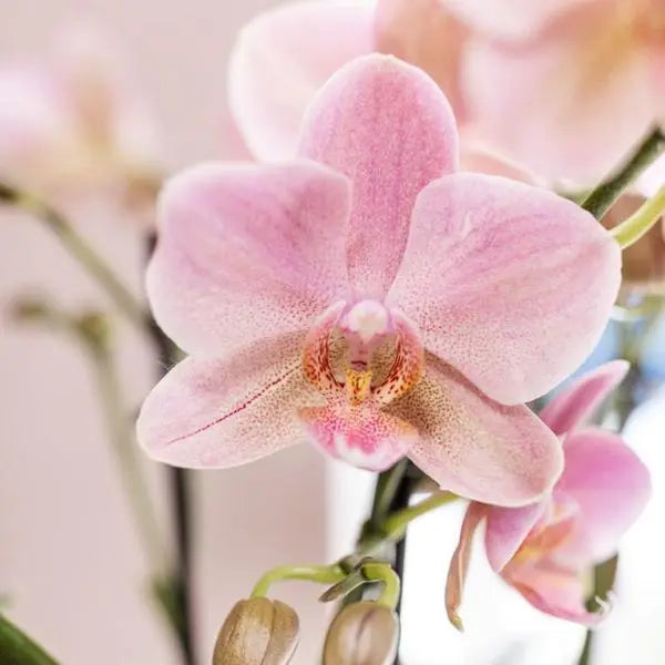 Kolibri Orchids | COMBI DEAL van 4 Phalaenopsis orchideeën - Treviso - potmaat Ø12cm | bloeiende kamerplant - vers van de kweker  BotanicBridge