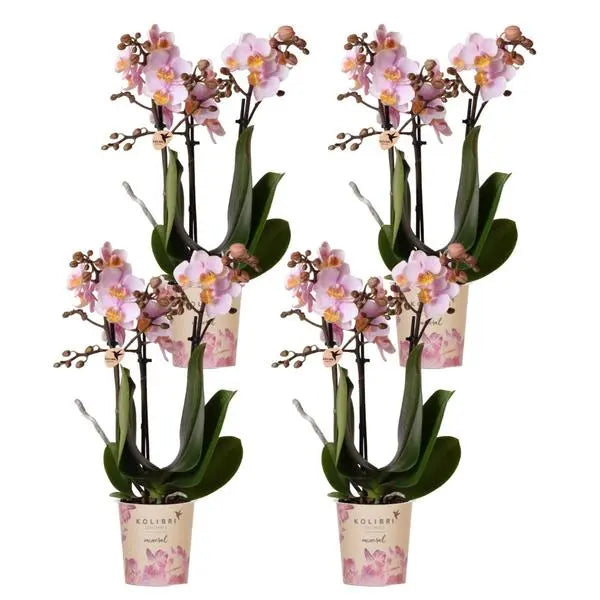 Kolibri Orchids | COMBI DEAL van 4 Roze phalaenopsis orchideeën - Andorra - potmaat Ø9cm | bloeiende kamerplant - vers van de kweker  BotanicBridge