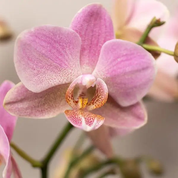 Kolibri Orchids | COMBI DEAL van 4 Roze phalaenopsis orchideeën - Andorra - potmaat Ø9cm | bloeiende kamerplant - vers van de kweker  BotanicBridge