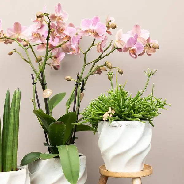 Kolibri Orchids | COMBI DEAL van 4 Roze phalaenopsis orchideeën - Andorra - potmaat Ø9cm | bloeiende kamerplant - vers van de kweker  BotanicBridge