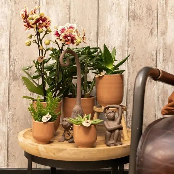 Kolibri Orchids | Geel rode Phalaenopsis orchidee - Spain + Glazed sierpot cognac - potmaat Ø9cm - 40 cm hoog | bloeiende kamerplant - vers van de kweker  BotanicBridge