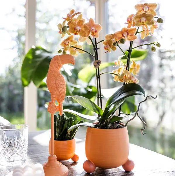 Kolibri Orchids | Oranje Phalaenopsis orchidee - Mineral Bolzano + Rolling peach - potmaat Ø9cm | bloeiende kamerplant - vers van de kweker  BotanicBridge