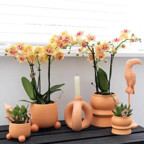 Kolibri Orchids | Oranje Phalaenopsis orchidee - Mineral Bolzano + Rolling peach - potmaat Ø9cm | bloeiende kamerplant - vers van de kweker  BotanicBridge