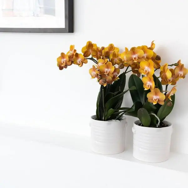 Kolibri Orchids | Oranje gouden Phalaenopsis orchidee - Jewel Las Vegas - potmaat Ø12cm | bloeiende kamerplant - vers van de kweker  BotanicBridge