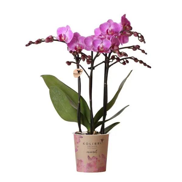 Kolibri Orchids | Paars/ roze Phalaenopsis orchidee - Mineral Vienna - potmaat Ø9cm | bloeiende kamerplant - vers van de kweker  BotanicBridge