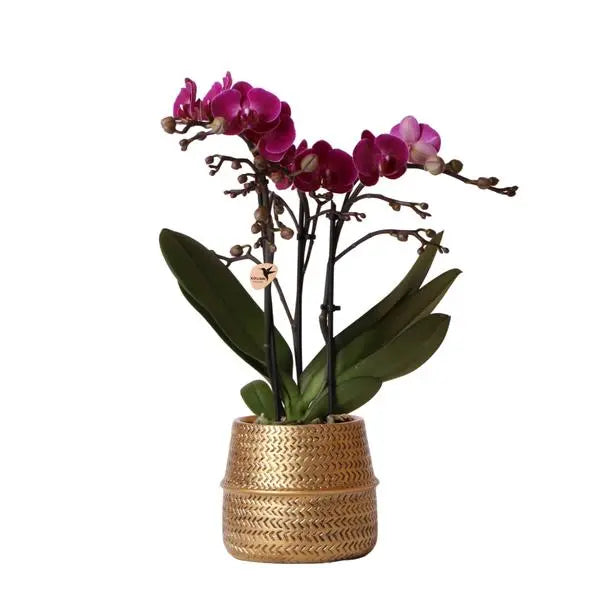 Kolibri Orchids | Paarse phalaenopsis orchidee - Morelia + Groove sierpot goud - potmaat Ø9cm - 35cm hoog | bloeiende kamerplant - vers van de kweker  BotanicBridge