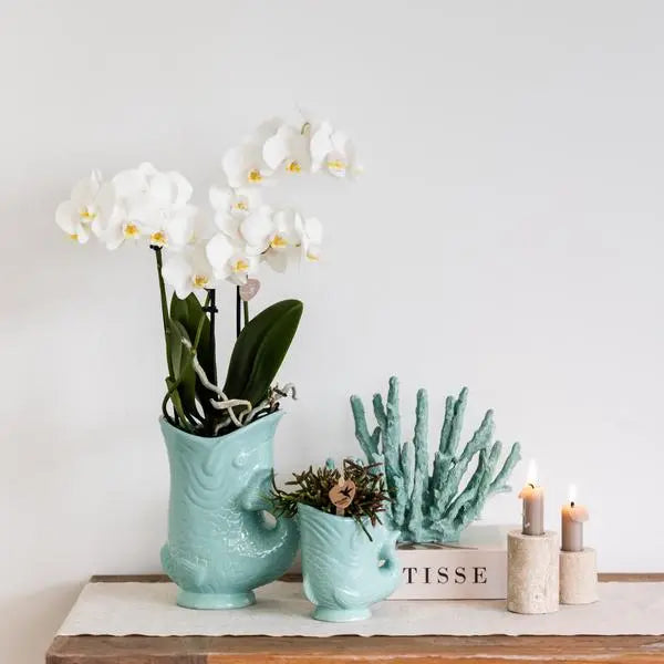 Kolibri Orchids | Planten set Fish Turquoise | Set met witte Phalaenopsis orchidee Amabilis Ø9cm en groene plant Succulent Crassula Hobbit Ø6cm | incl. turquoise keramieken sierpotten  BotanicBridge