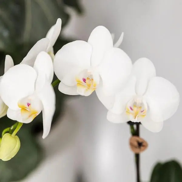 Kolibri Orchids | Planten set Fish Turquoise | Set met witte Phalaenopsis orchidee Amabilis Ø9cm en groene plant Succulent Crassula Hobbit Ø6cm | incl. turquoise keramieken sierpotten  BotanicBridge