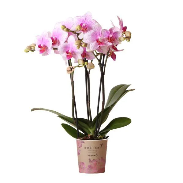 Kolibri Orchids | Roze Phalaenopsis orchidee - Mineral Rotterdam - potmaat Ø9cm | bloeiende kamerplant - vers van de kweker  BotanicBridge