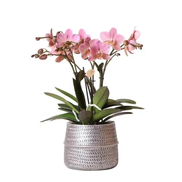 Kolibri Orchids | Roze Phalaenopsis orchidee – Treviso in Groove pot zilver – potmaat Ø12cm – 35cm hoog | bloeiende kamerplant in bloempot - vers van de kweker  BotanicBridge