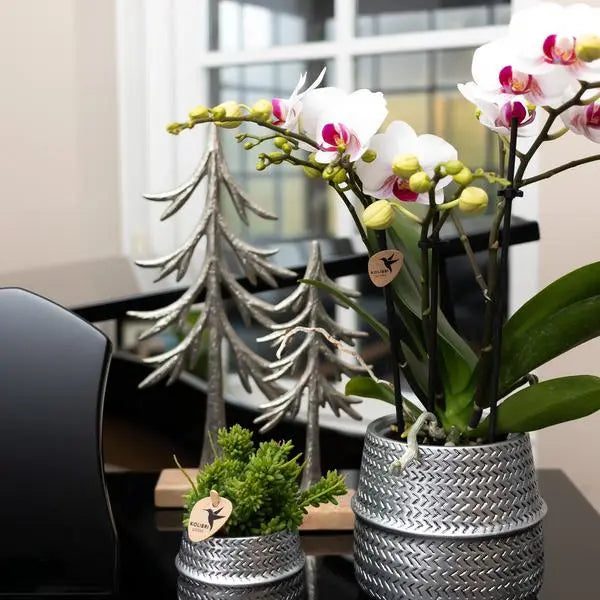 Kolibri Orchids | Witte Phalaenopsis orchidee - Mineral Gibraltar -  potmaat Ø9cm | bloeiende kamerplant - vers van de kweker  BotanicBridge