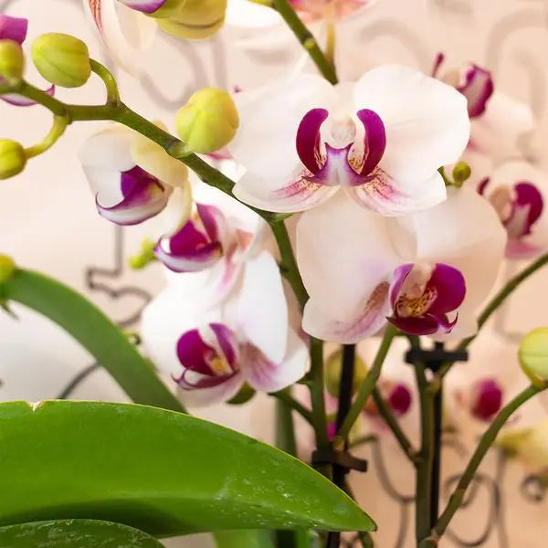 Kolibri Orchids | Witte Phalaenopsis orchidee - Mineral Gibraltar -  potmaat Ø9cm | bloeiende kamerplant - vers van de kweker  BotanicBridge