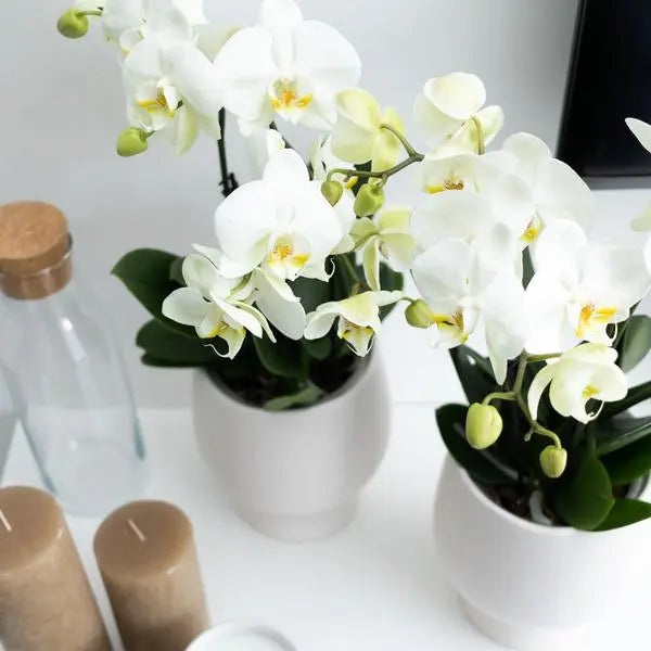 Kolibri Orchids | Witte Phalaenopsis orchidee potmaat - Jewel Ghent - potmaat Ø12cm | bloeiende kamerplant - vers van de kweker  BotanicBridge