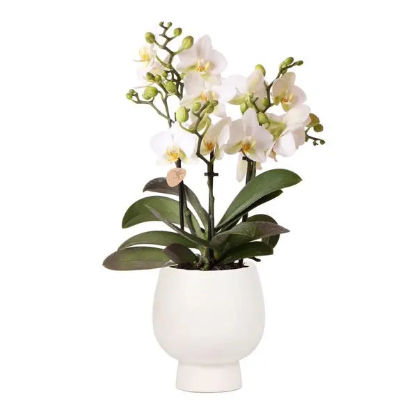 Kolibri Orchids | Witte phalaenopsis orchidee - Lausanne + Scandic witte sierpot - potmaat Ø9cm + 40cm hoog  | bloeiende kamerplant - vers van de kweker  BotanicBridge