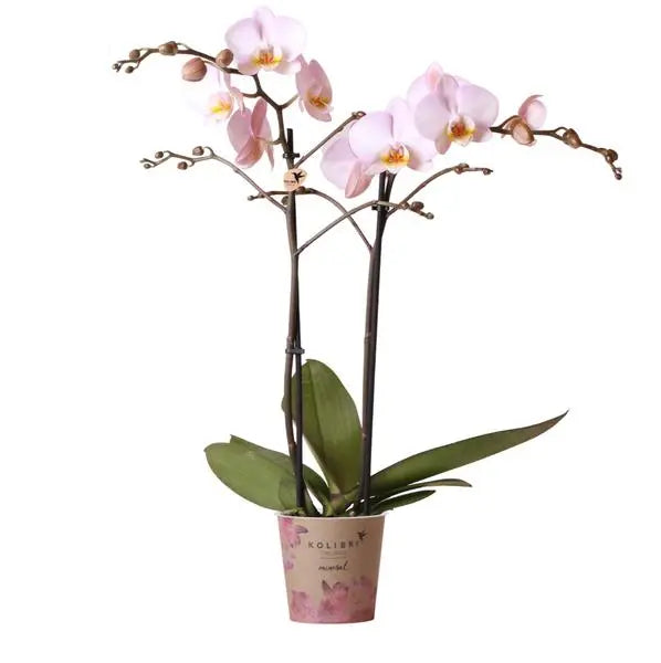 Kolibri Orchids | roze Phalaenopsis orchidee -Mineral Kikion - potmaat Ø12cm | bloeiende kamerplant - vers van de kweker  BotanicBridge