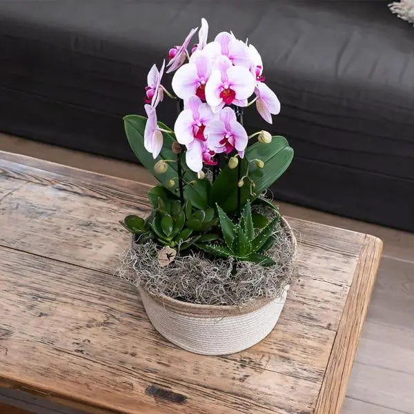 Kolibri Orchids | roze Phalaenopsis orchidee - Niagara Fall  - potmaat Ø9cm | bloeiende kamerplant - vers van de kweker  BotanicBridge