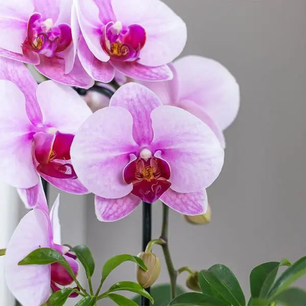 Kolibri Orchids | roze Phalaenopsis orchidee - Niagara Fall  - potmaat Ø9cm | bloeiende kamerplant - vers van de kweker  BotanicBridge