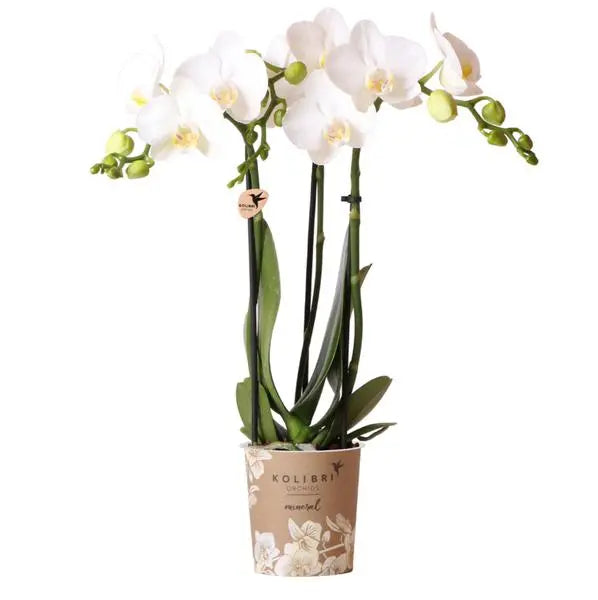 Kolibri Orchids | witte Phalaenopsis orchidee - Amabilis - potmaat Ø9cm | bloeiende kamerplant - vers van de kweker  BotanicBridge