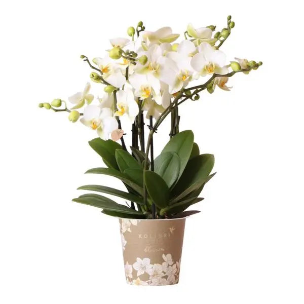 Kolibri Orchids | witte Phalaenopsis orchidee - Lausanne- potmaat Ø12cm | bloeiende kamerplant - vers van de kweker  BotanicBridge