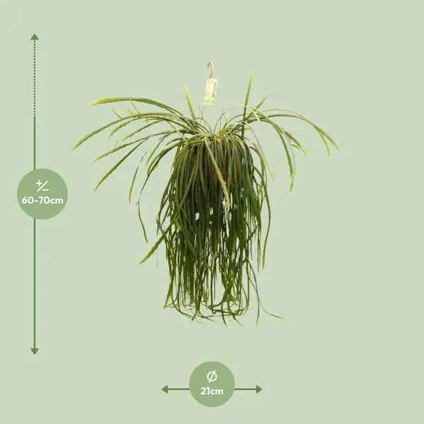 Lepismium Bolivianum - Ø21 ↕70  BotanicBridge