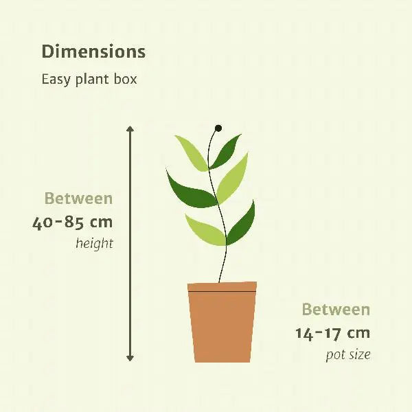 Makkelijke plantenbox - 4 kamerplanten - Diverse hoogtes - Ø14-Ø17  BotanicBridge