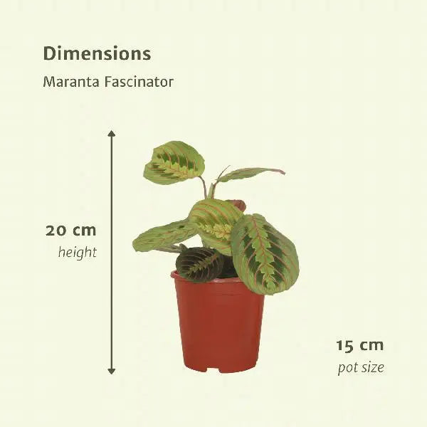 Maranta Fascinator (Pijlwortel) - 2 stuks - Ø12cm - ↕20cm  BotanicBridge