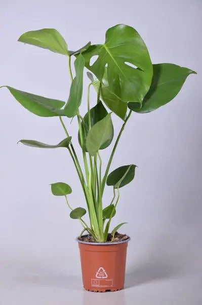 Monstera Deliciosa - Ø14cm - ↕55cm  BotanicBridge