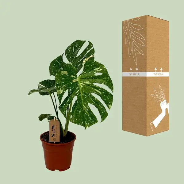 Monstera Deliciosa - Ø17cm - ↕50cm  BotanicBridge