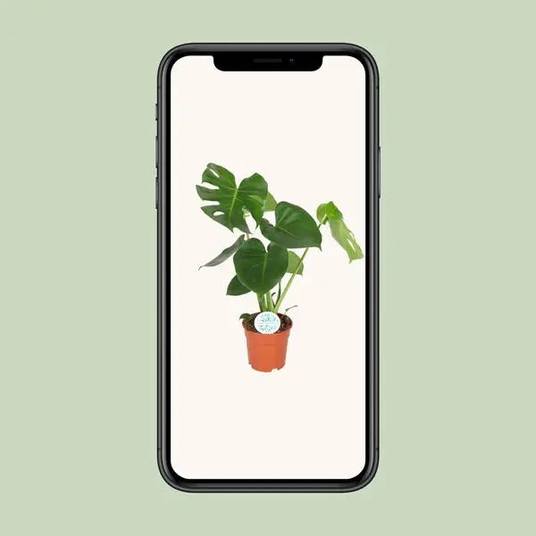 Monstera Deliciosa  - Ø17cm - ↕55cm  BotanicBridge