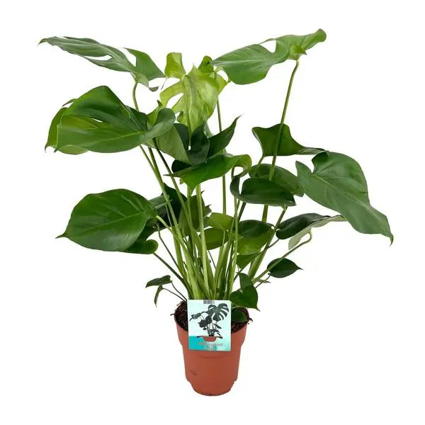 Monstera Deliciosa  - Ø19cm - ↕60cm  BotanicBridge