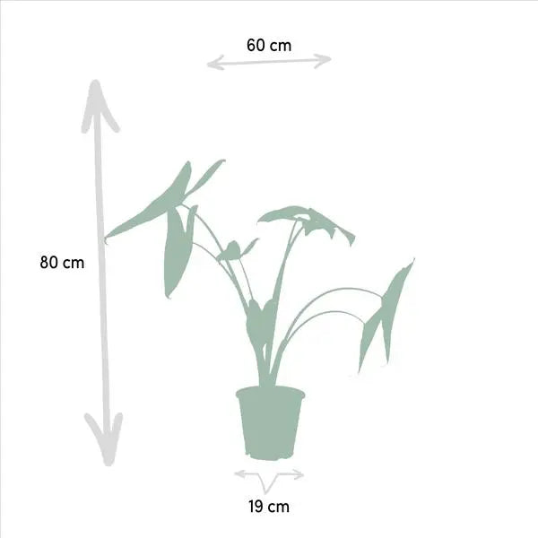 Monstera Deliciosa - Ø21cm - ↕75cm + Alocasia Zebrina - Ø19cm - ↕75cm + Strelitzia Nicolai - Ø19cm - ↕85cm  BotanicBridge