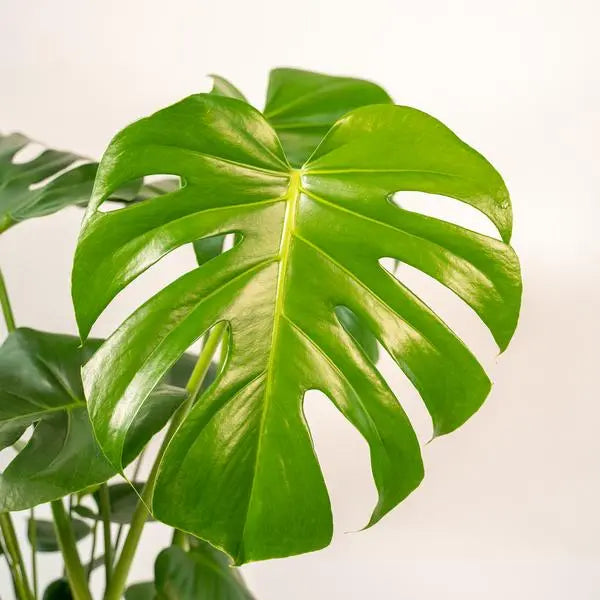 Monstera Deliciosa- ↨80cm - Ø21cm + Pot Mayk Lead  BotanicBridge