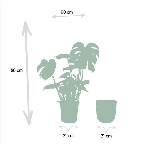 Monstera Deliciosa- ↨80cm - Ø21cm + Pot Mayk Lead  BotanicBridge