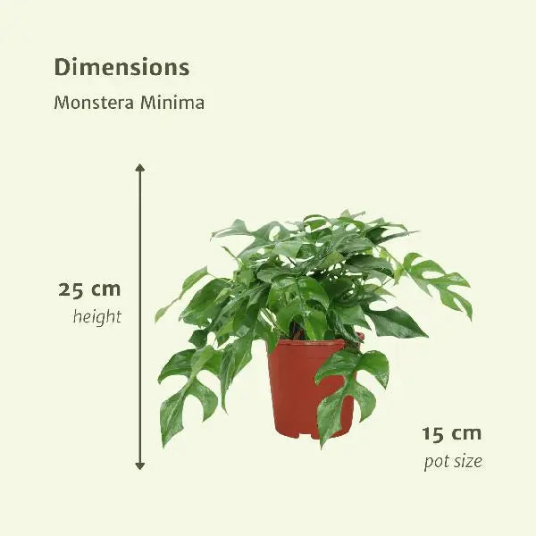 Monstera Minima - (Gatenplant) - 2 stuks - Ø15cm - ↕30cm  BotanicBridge