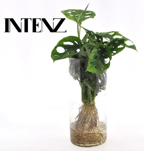 Monstera  in Cylinder glas - Ø12cm - ↕25cm  BotanicBridge