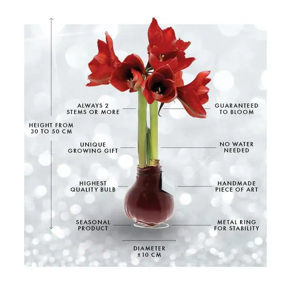 No Water Flowers® (wax amaryllis) | Fashionz Animal - Leopard + Red flower  BotanicBridge