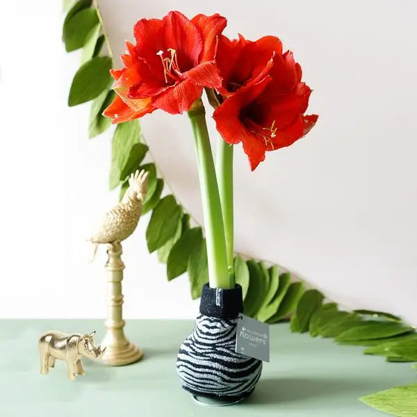 No Water Flowers® (wax amaryllis) | Fashionz Animal - Zebra + Red flower  BotanicBridge