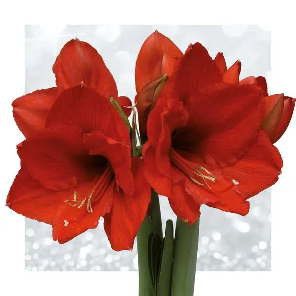 No Water Flowers® (wax amaryllis) | Fashionz Animal - Zebra + Red flower  BotanicBridge