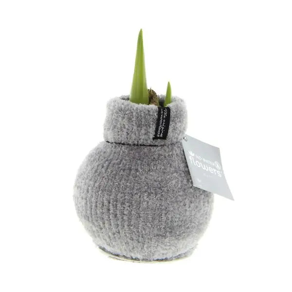 No Water Flowers® (wax amaryllis) | Fashionz Cozy Fluffy - Grey + Red flower  BotanicBridge