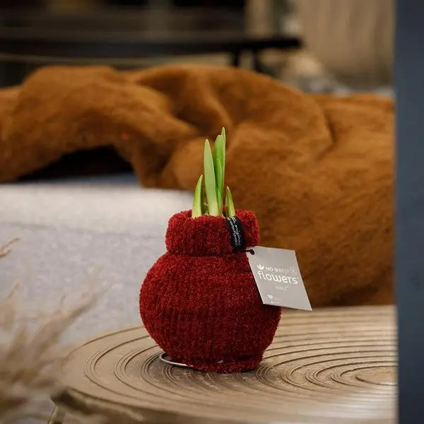 No Water Flowers® (wax amaryllis) | Fashionz Cozy Teddy - Bordeaux + Red flower  BotanicBridge