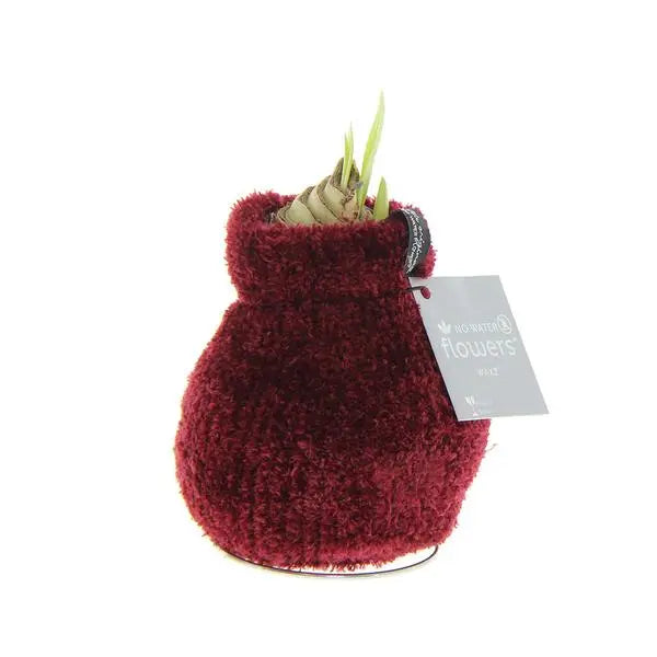 No Water Flowers® (wax amaryllis) | Fashionz Cozy Teddy - Bordeaux + Red flower  BotanicBridge