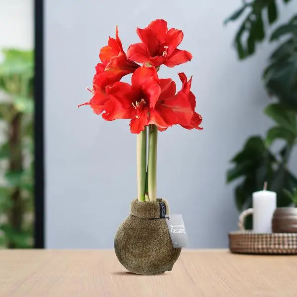 No Water Flowers® (wax amaryllis) | Fashionz Cozy Teddy - Brown+ Red flower  BotanicBridge